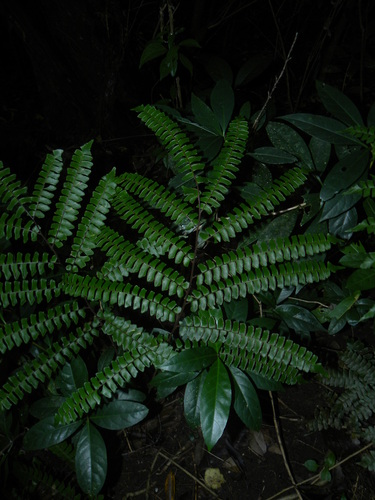 Lindsaea quadrangularis ssp. antillensis