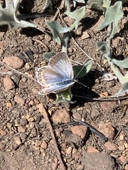 Icaricia icarioides evius