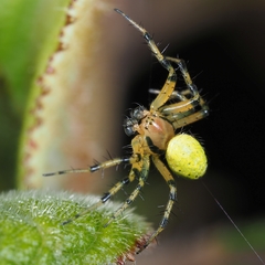 Araniella opisthographa