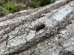 Xylinada striatifrons