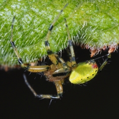 Araniella opisthographa