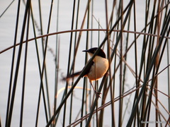 Black-Capped Donacobius photo 2