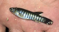Fundulus pulvereus