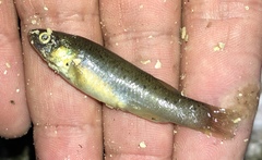 Fundulus pulvereus
