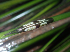 Pentidotea montereyensis