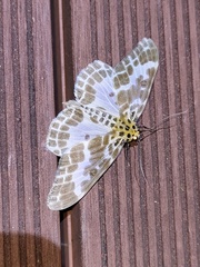 Pogonopygia nigralbata