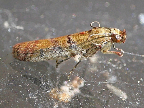 Atheloca subrufella Hulst, 1887