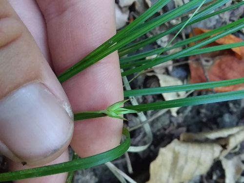 Willdenow's sedge (Carex basiantha)