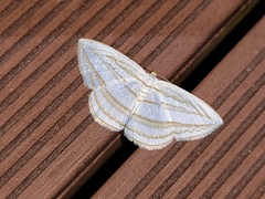 Orthocabera sericea
