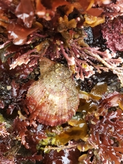 Chlamys hastata