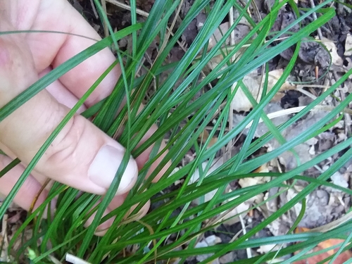 Image of Carex basiantha by (c) Will McFarland, some rights reserved (CC BY)