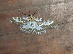 Pogonopygia nigralbata