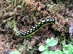 Choaspes xanthopogon