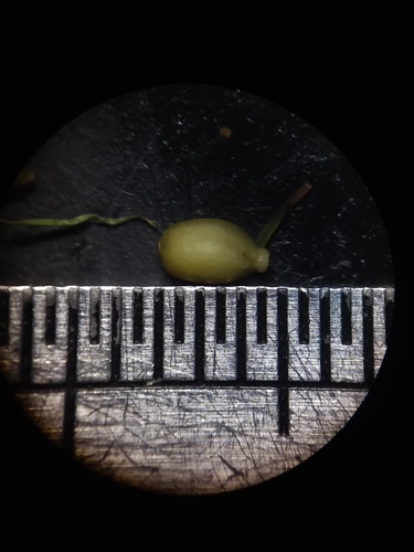 Image of Carex basiantha by (c) Will McFarland, some rights reserved (CC BY)