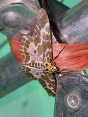 Pogonopygia nigralbata