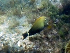 Acanthurus maculiceps