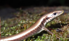 Siderolamprus montanus