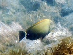 Acanthurus maculiceps