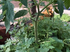 Solanum lycopersicum