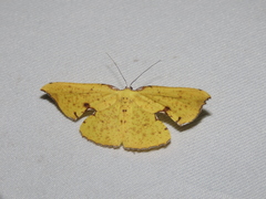 Corymica spatiosa