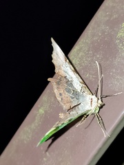 Krananda semihyalina