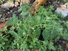 Solanum lycopersicum