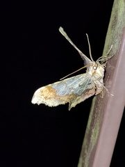 Krananda semihyalina