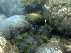 Acanthurus maculiceps