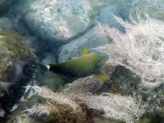 Acanthurus maculiceps