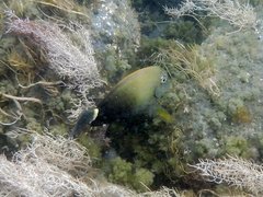 Acanthurus maculiceps