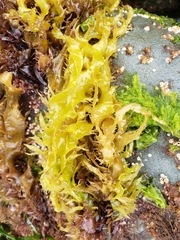 Grateloupia californica