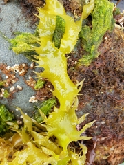 Grateloupia californica