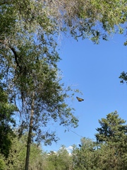 Papilio multicaudata