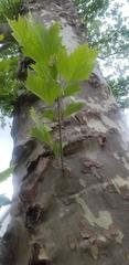 Platanus occidentalis