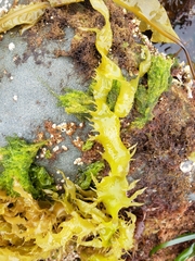 Grateloupia californica