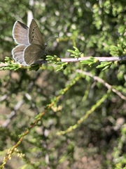Glaucopsyche lygdamus australis