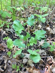 Heuchera richardsonii