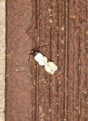 Taygete decemmaculella