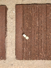 Taygete decemmaculella