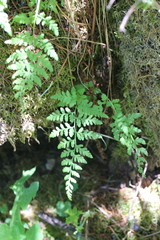 Cystopteris reevesiana