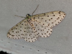 Xenoplia trivialis