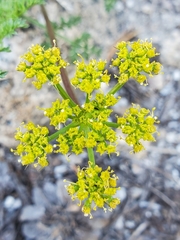 Cymopterus terebinthinus