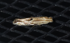 Bucculatrix ivella