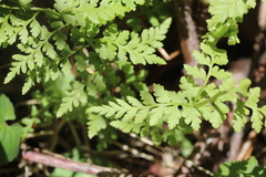 Cystopteris reevesiana
