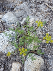 Cymopterus terebinthinus