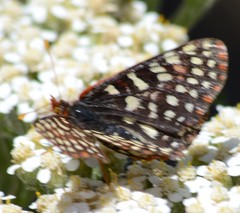 Euphydryas chalcedona chalcedona