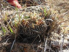 Echinofossulocactus dichroacanthus