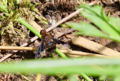 Hemipenthes morioides