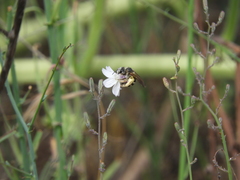 Halictus farinosus