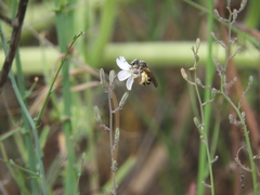 Halictus farinosus